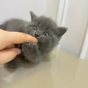 Шотландские котята, Душанбе