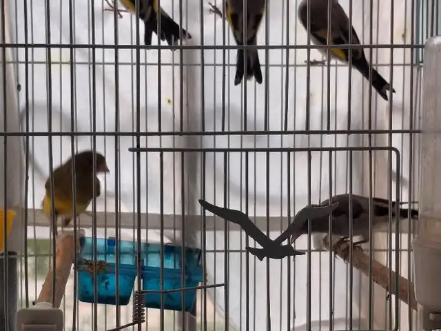 Саъбачахо, Душанбе