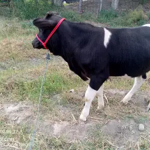 Букача, Канибадам