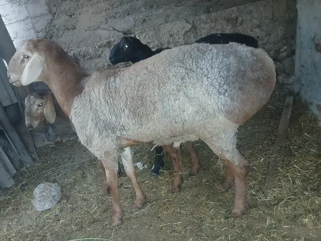 Кучкори хисори, Гиссар