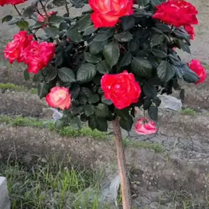 Роза Штампы, Душанбе