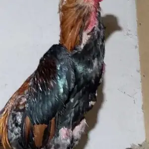 Хурузи даканг, Канибадам