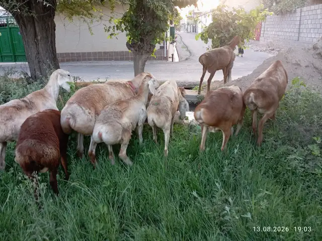 Солук, Ҳисор