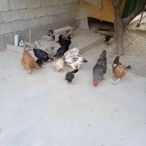 Мургхои тухумкун, Душанбе