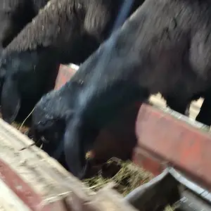 Гусфанд, Худжанд
