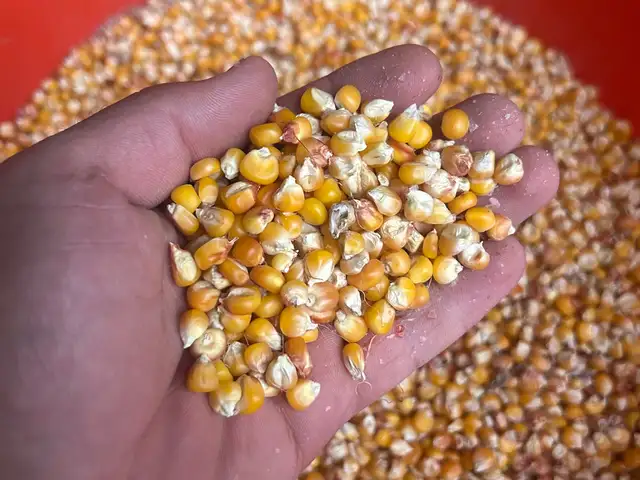 Макка Омский, Канибадам