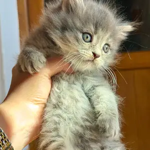 Шотландские вислоухие котята, Худжанд
