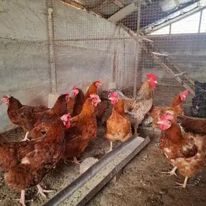 Мурғ, Худжанд