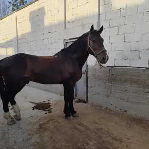 Аспи бузи, Турсунзаде