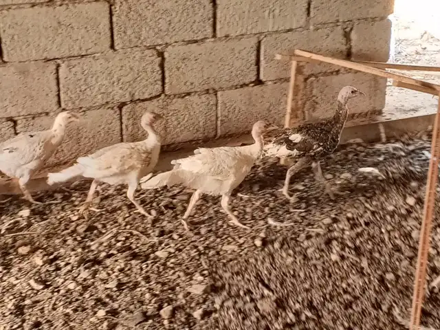 Чучайи индюк, Ваҳдат