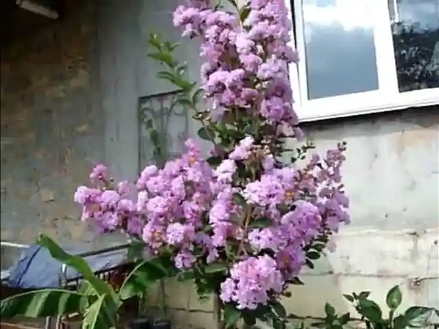 Индийская сирень, 1м, Душанбе