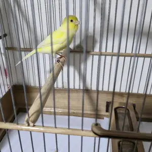 Канарейка, Душанбе