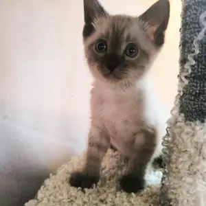 Сиамские котята, Душанбе