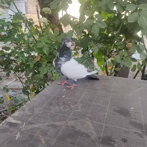 Кафтар, Гиссар