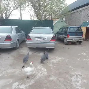 Куры, Худжанд