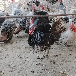 Индюк, Турсунзаде