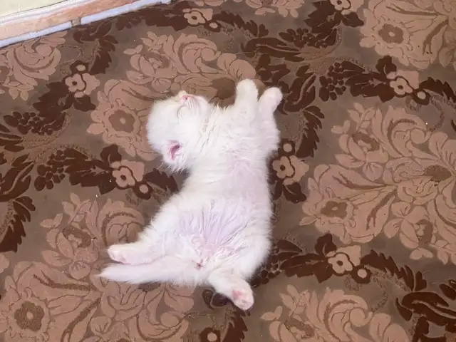 Шотландский вислоухий котенок, Душанбе - 2