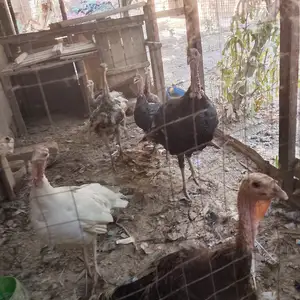 Индюк, Душанбе
