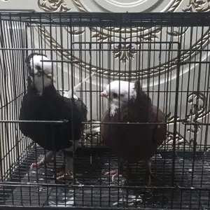 Кафтар, Файзабад
