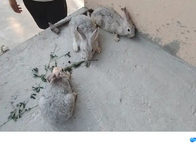 Харгуш, Турсунзаде