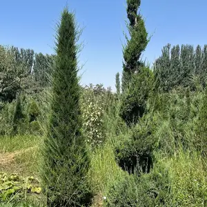 Дерево Можжевельник, Душанбе
