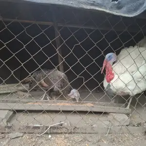 Индюки тухмкун, Душанбе