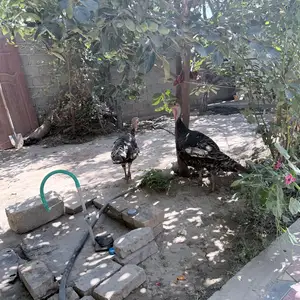 Индюк, Душанбе
