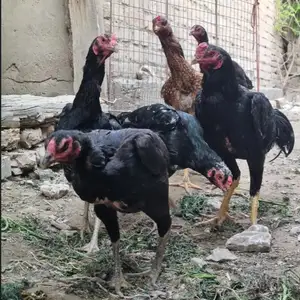 Тухми дакан О шамо, Хуҷанд