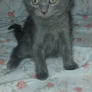 Кот, Душанбе