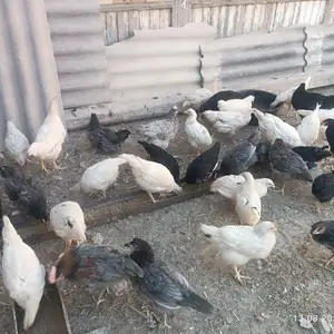 Мургчуча, Худжанд