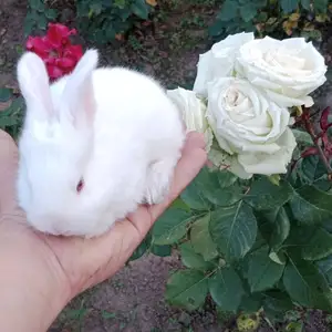 Харгушча 9км, Душанбе