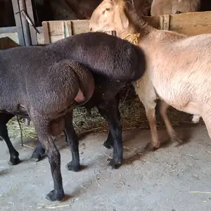 Кушкор, Худжанд