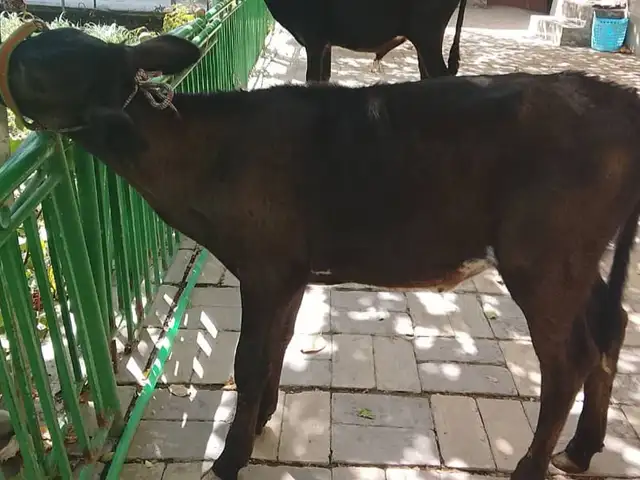 Гов, Худжанд