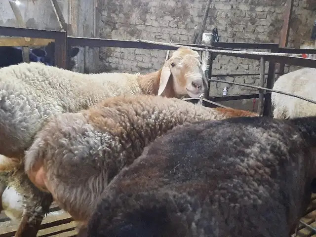 Гӯсфандҳо, Худжанд