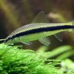 Водорослеед Сиамский, Душанбе