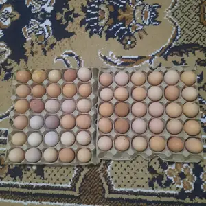 Тухми ломан, Вахдат