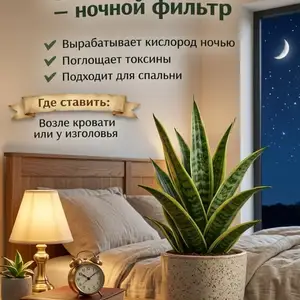 Гули хонаги сансевиерие, Душанбе