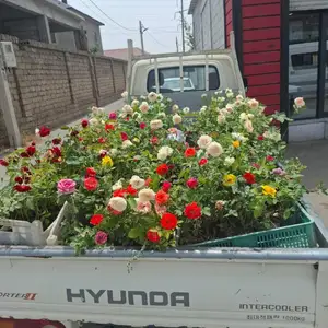 Гули садбарг, Душанбе
