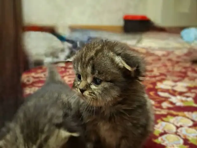 Шотландские котята, Худжанд