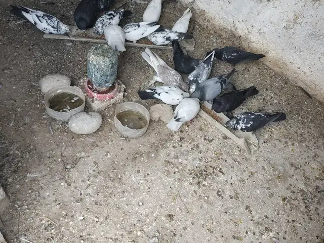 Кафтар, Канибадам