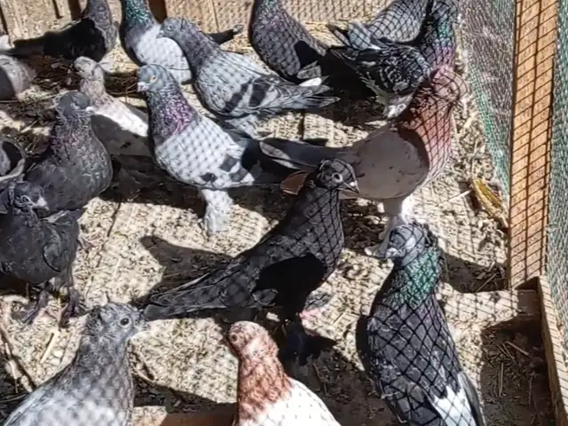 Кафтар, Исфара