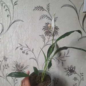 Женское счастье, Душанбе