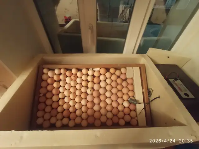 Инкубатор 150 тага самодельные, Турсунзаде
