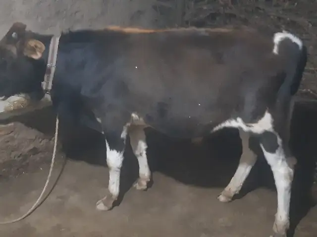 Букача, Душанбе