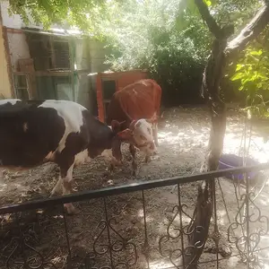 Бука, Душанбе