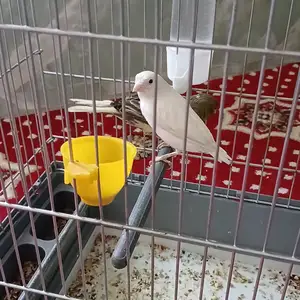 Канарейка белый самка и зелёный, Душанбе
