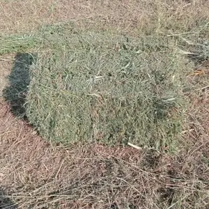 Пресс, Рудаки