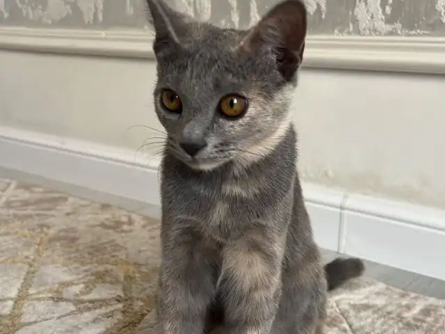Кошка, Душанбе