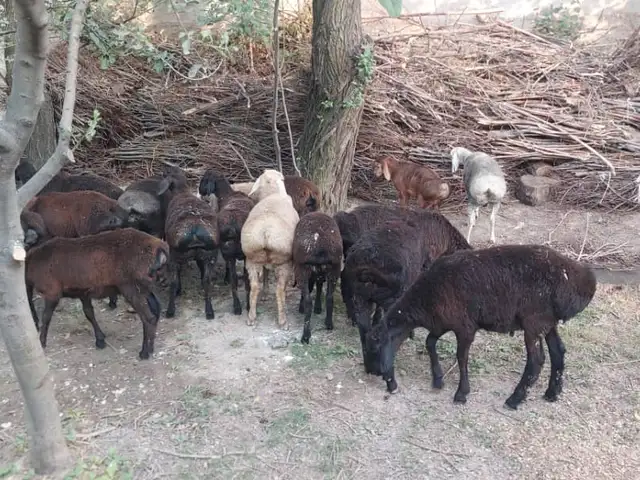 Гуспанд, Вахдат