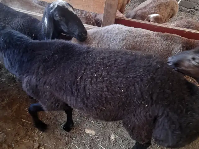 Кушкор, Хуҷанд